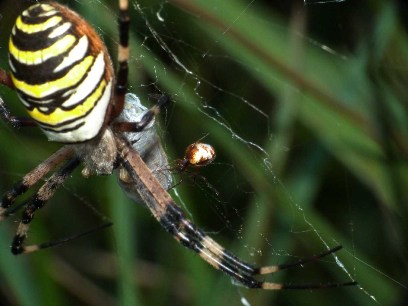 L''assaggio dell''Argyrodes (con filmati)